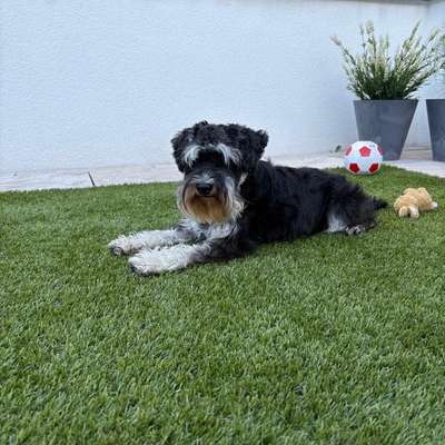 Zwergschnauzer-Beitrag-Bild