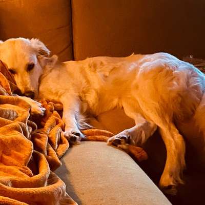 Hundetreffen-Hundekontakt gesucht-Bild