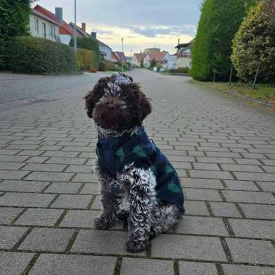 Hundetreffen-Hundetreff 🐾-Bild