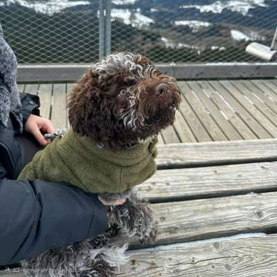 Hundetreffen-Hundetreff 🐾-Bild