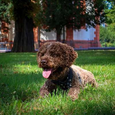 Hundetreffen-Fotoshooting GRATIS-Bild