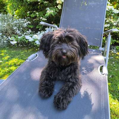 Hundetreffen-Kleinhundetreffen in und um Zweibrücken