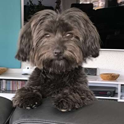 Hundetreffen-Kleinhundetreffen in und um Zweibrücken
