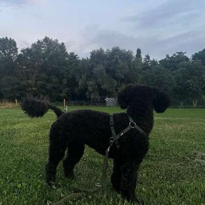 Hundetreffen-gemeinsame Gassi Runde-Bild