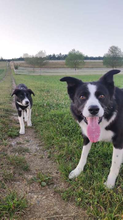 Gibt's hier noch mehr Border Collies???-Beitrag-Bild