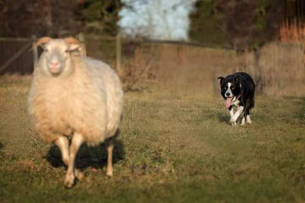 Gibt's hier noch mehr Border Collies???-Beitrag-Bild