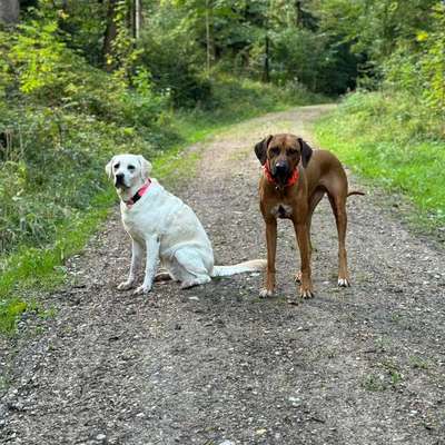 Hundetreffen-Gassirunde in Freystadt-Bild