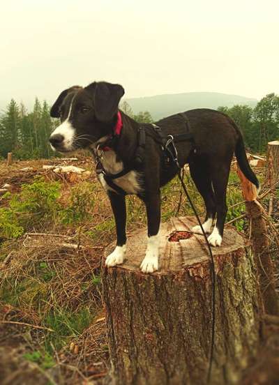 Tierschutzhund ist meine Lieblingsrasse-Beitrag-Bild