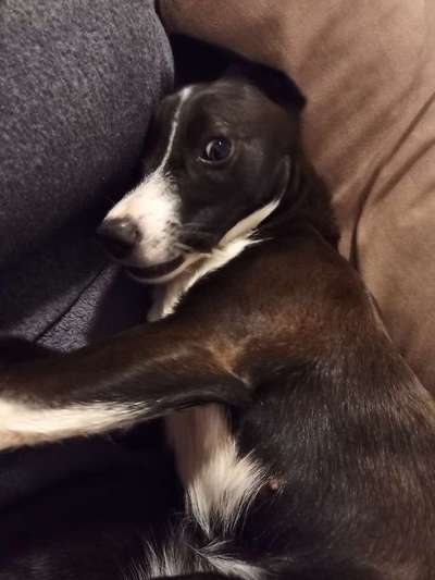 Auslandstierschutz-Beitrag-Bild