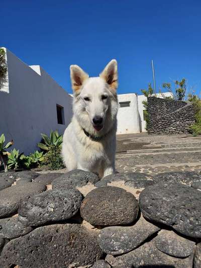 Weißer Schweizer Schäferhund-Beitrag-Bild