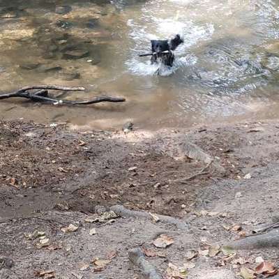 Hundetreffen-Spieletreffen-Bild