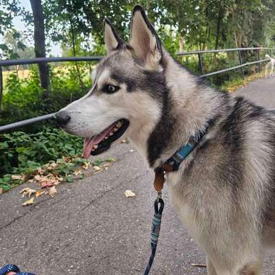 Hundetreffen-Gassirunde für Große Hunde-Bild