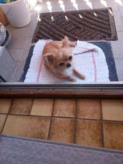 Hundetreffen-Gassirunde und Spielfreund für Chihuahua-Bild