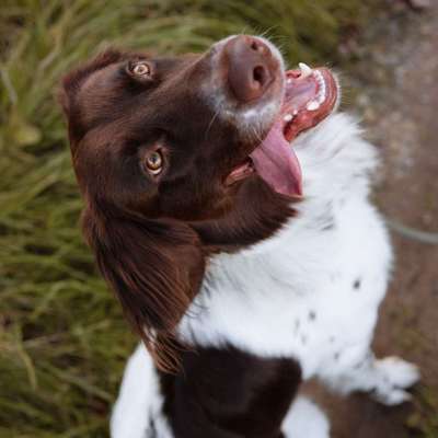 Hundetreffen-Gassi und Spielrunde-Bild