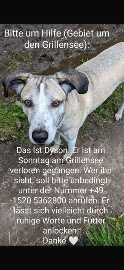 Suchmeldung-Dyson-Bild