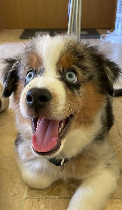 Welpen Bilder !-Beitrag-Bild