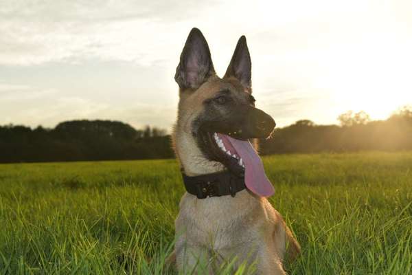 Lieblingsbild-Beitrag-Bild