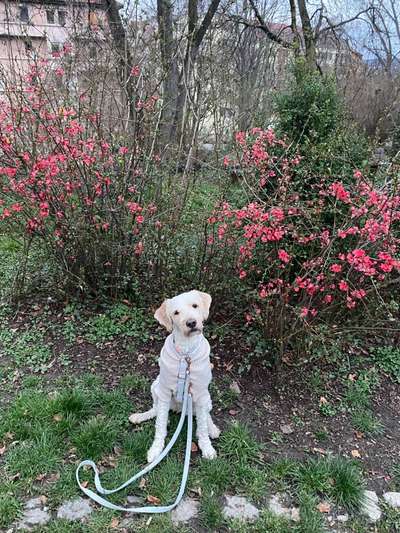 Hundetreffen-Gassirunde / Spieltreffen-Bild