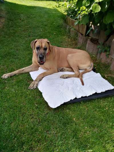 Deutsche Dogge-Beitrag-Bild