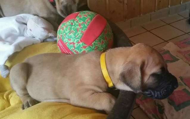 Welpenfotos-Beitrag-Bild