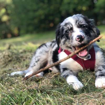 Hundetreffen-Dogwalk with Puppies in Gleisdreieckpark-Bild