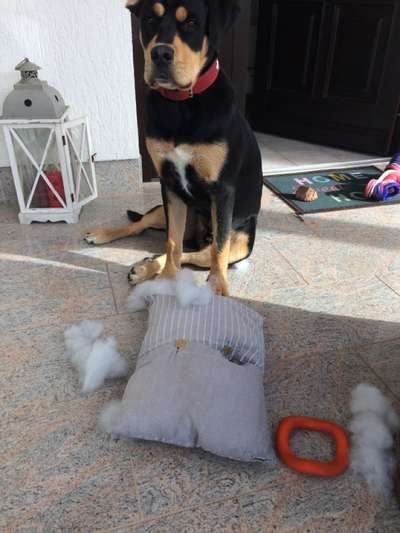 Zeig mir, dass du mit einem hund zusammenlebst....-Beitrag-Bild