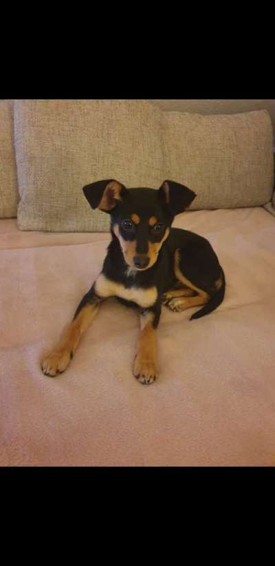 Wo sind die Zwergpinscher?-Beitrag-Bild