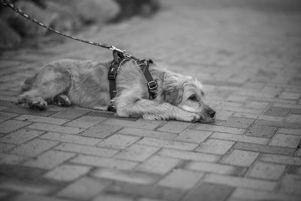 Foto-Challenge 76: Foto in Schwarz-Weiss-Beitrag-Bild