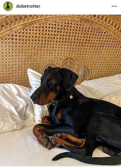 Dobermann Austausch-Beitrag-Bild