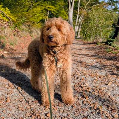 Hundetreffen-Junghündin aus Hattingen-Bild