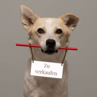 Giftköder-Anschaffungsberatung-Bild