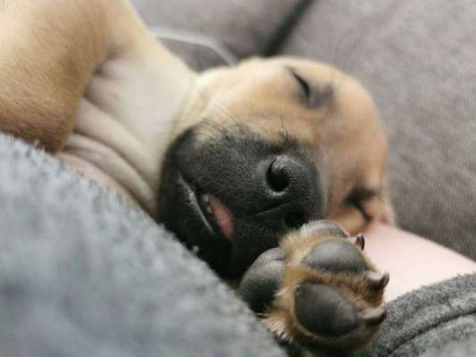 Welpen Bilder !-Beitrag-Bild