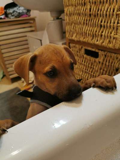 Dogorama-Monats-Challenge-Mai "Wasser"-Beitrag-Bild