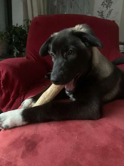 Schäferhund-Beitrag-Bild