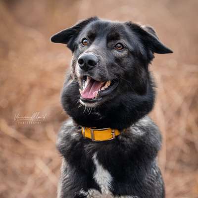 Hundetreffen-Verabredung zum Spielen oder Spazieren-Bild