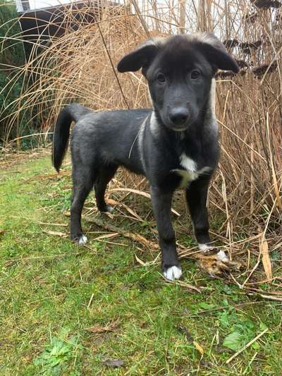 Welpen Bilder !-Beitrag-Bild