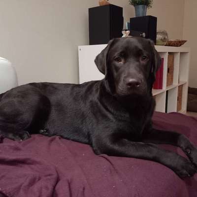 Hundetreffen-Junghunde Erziehung Eitorf gesucht-Bild