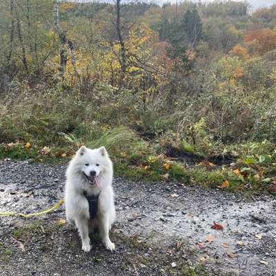 Hundetreffen-Souveräner Spielgefährte gesucht-Bild