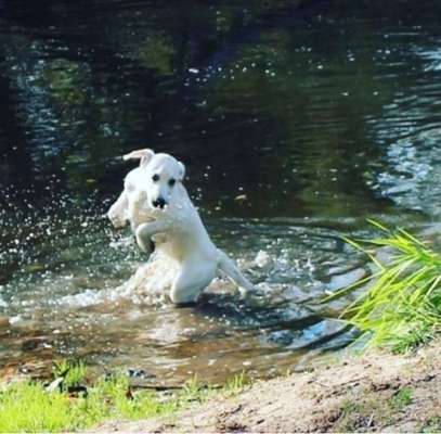 Dogorama-Monats-Challenge-Mai "Wasser"-Beitrag-Bild