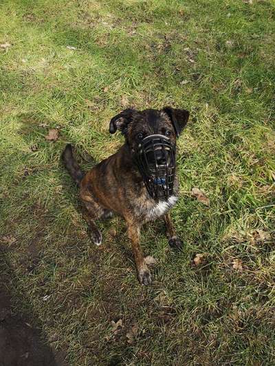 CHALLENGE NR. 19 - Der Hundeblick-Beitrag-Bild