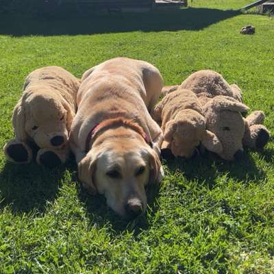 Hundetreffen-Hundetreffen 🐶-Bild