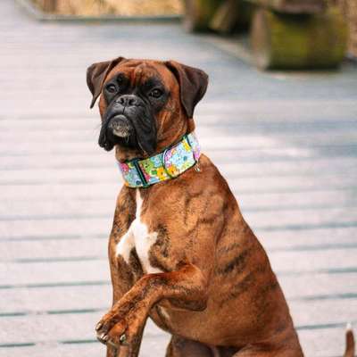 Hundetreffen-Obedience & Longieren im Park-Bild