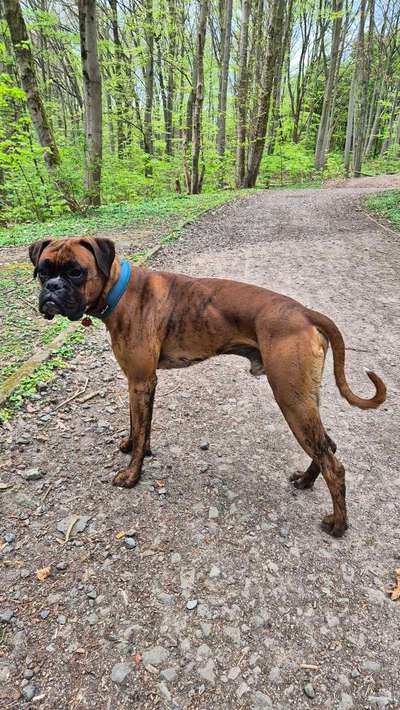 Hundetreffen-Bolmke Spaziergang 🐕✨️-Bild