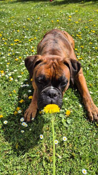 Hundetreffen-Spiel & Spaß ✨️-Bild