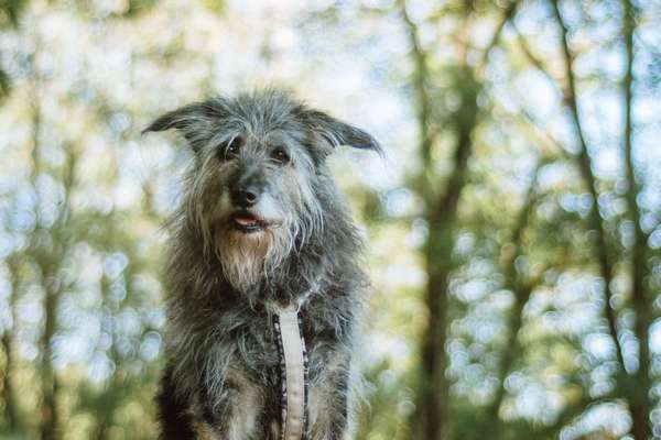 Hunde Porträt (Portrait) Galerie....-Beitrag-Bild