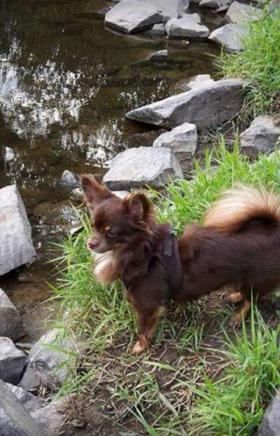 Dogorama Photo Challenge - Der Frühling kommt-Beitrag-Bild