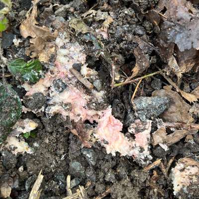 Giftköder-Giftköder-Bild