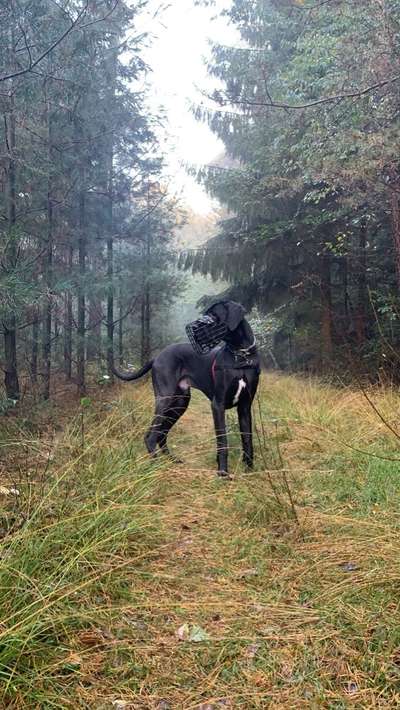 Staubsaugroboter vs Hundehaare Empfehlung-Beitrag-Bild