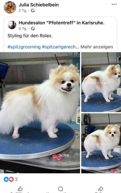 Fell von meinem Hund wächst nicht mehr-Beitrag-Bild