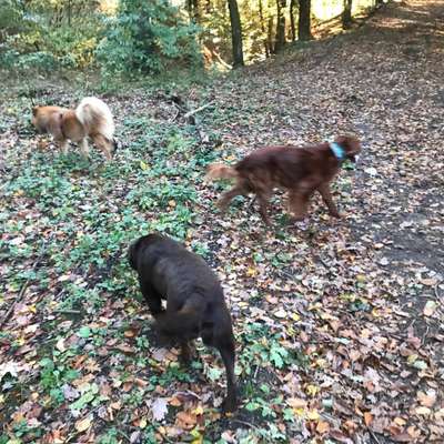 Hundetreffen-Wanderung Iberg bei Wildemann Harz-Bild